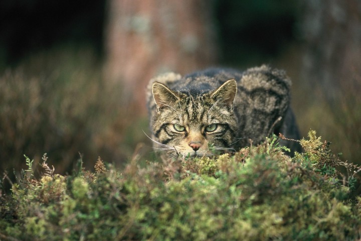 Scotland Considers Continental Wildcats to Save Native Species from Extinction